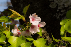 葉桜？