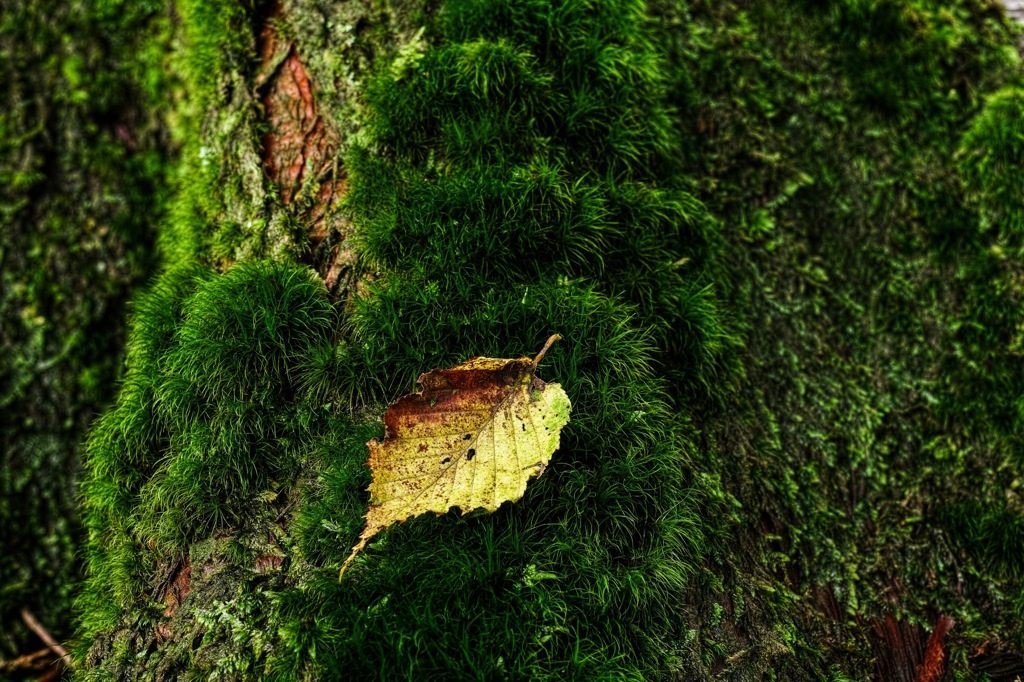 苔と枯葉