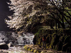 ハイハイ　桜の下で