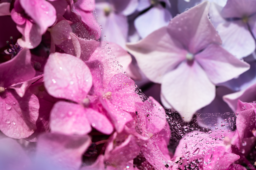 Pink Splash