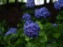 紫陽花にはやはり雨が似合う