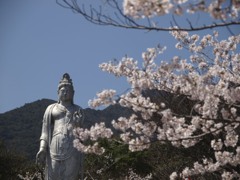 桜の向こうには２