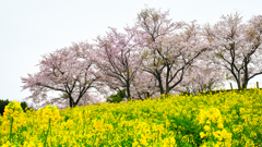 曇天の桜ですが