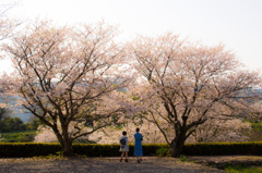 桜の下で誓うこと