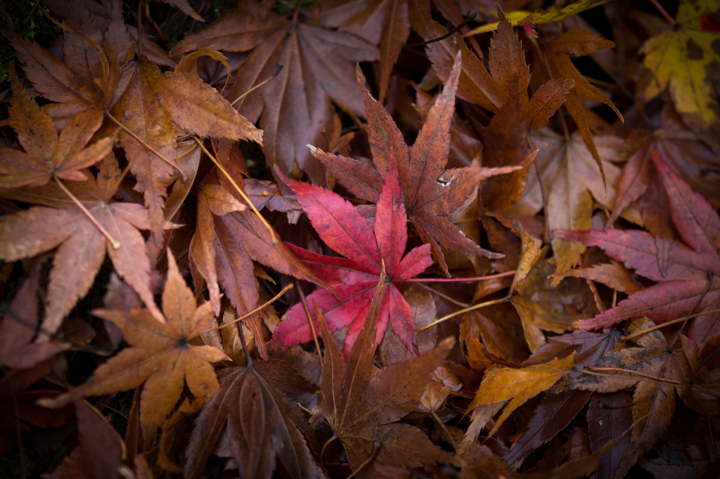 湿った紅葉