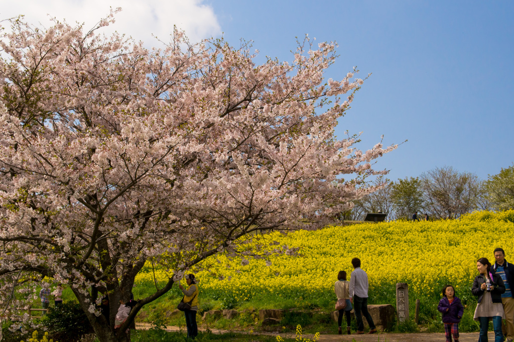 桜の木の下で