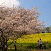 桜の木の下で