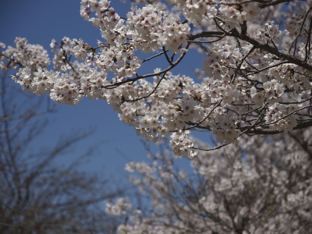 桜が美しい