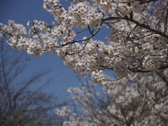 桜が美しい