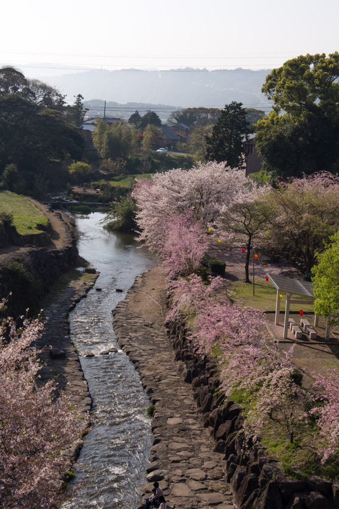 桜のある風景１