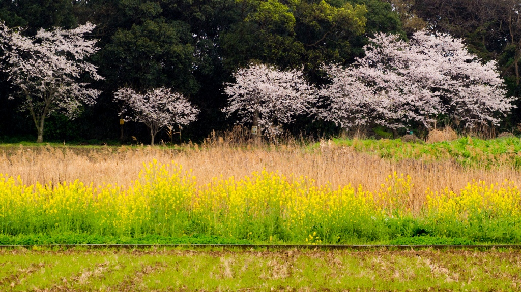 菜の花と桜