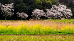 菜の花と桜