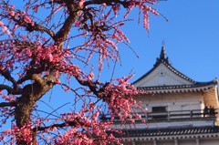 梅と島原城