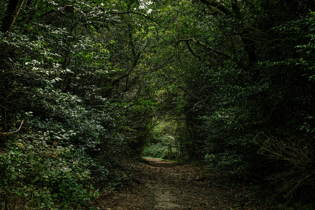 Dense forest 