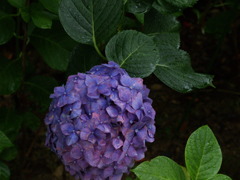 雨と紫陽花