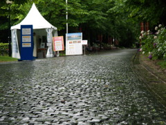 雨の石畳