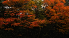 深い橙
