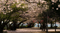 桜のトンネル