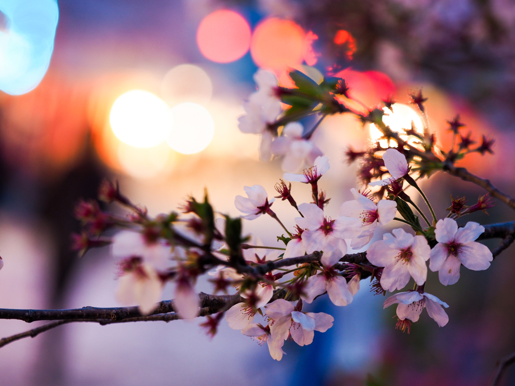 夜桜　ライトの光を借りて
