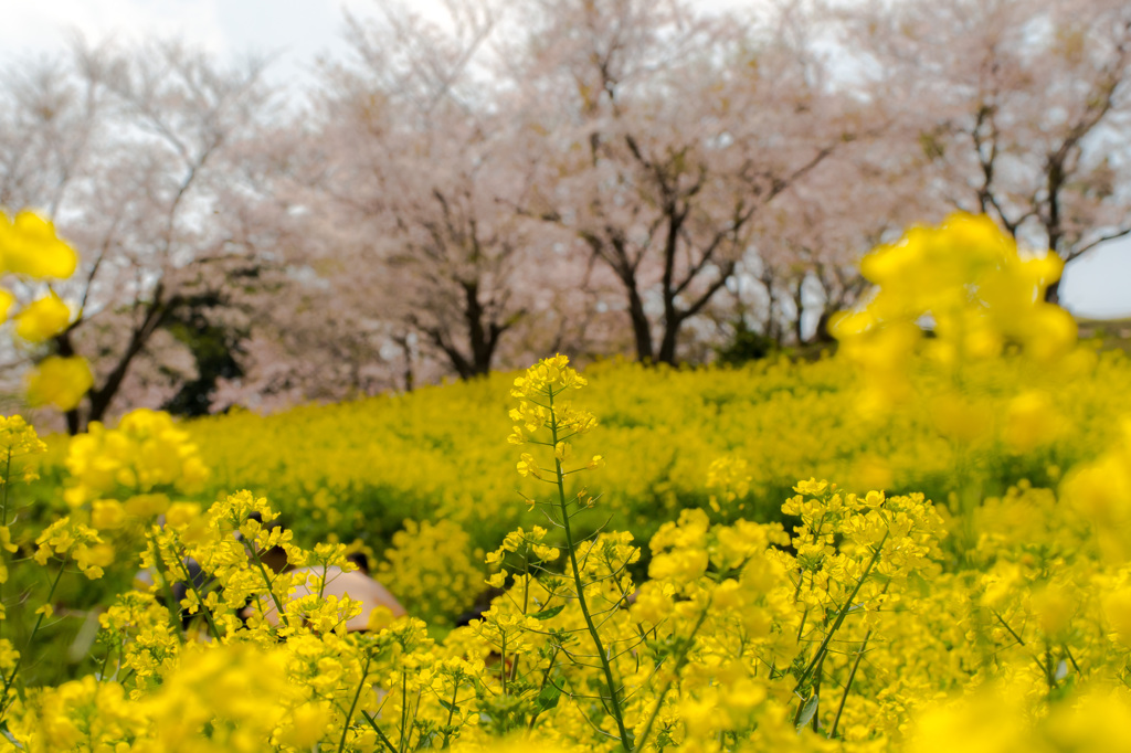 菜の花も負けてない