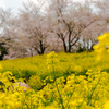 菜の花も負けてない