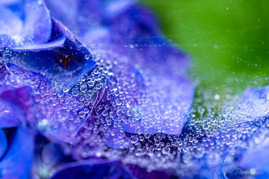  Rain drops on the spider's web