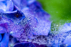  Rain drops on the spider's web