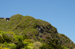 雲仙、ツツジはまだまだ先