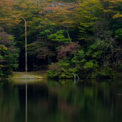 Trees to wait for the fall