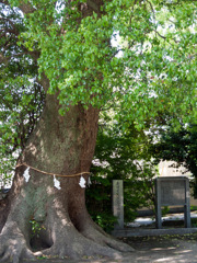 神社の空気は澄んでいる_5