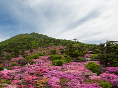 雲仙仁田峠のツツジ