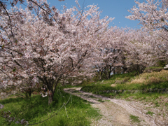 桜のある風景２