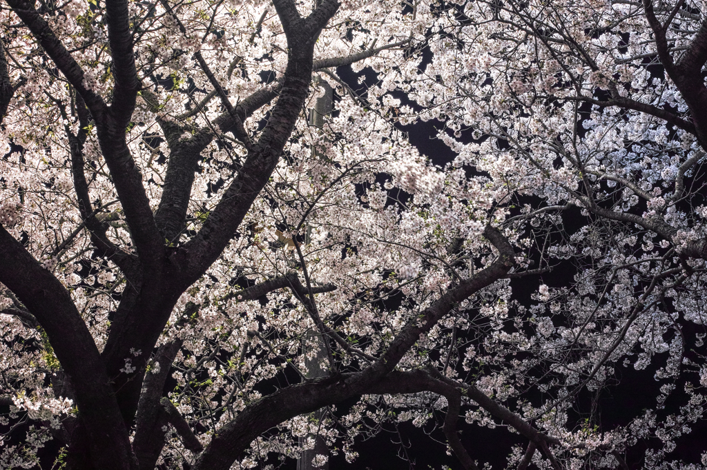 夜に映えるsakura