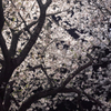 夜に映えるsakura