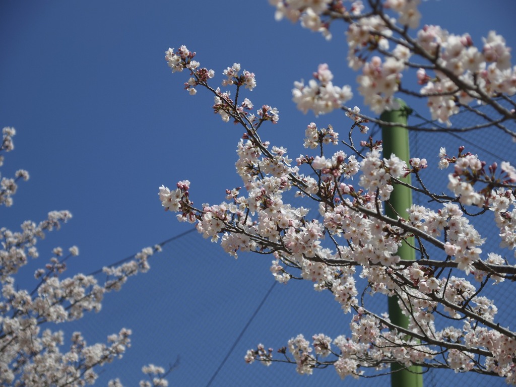 桜が美しい