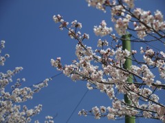 桜が美しい
