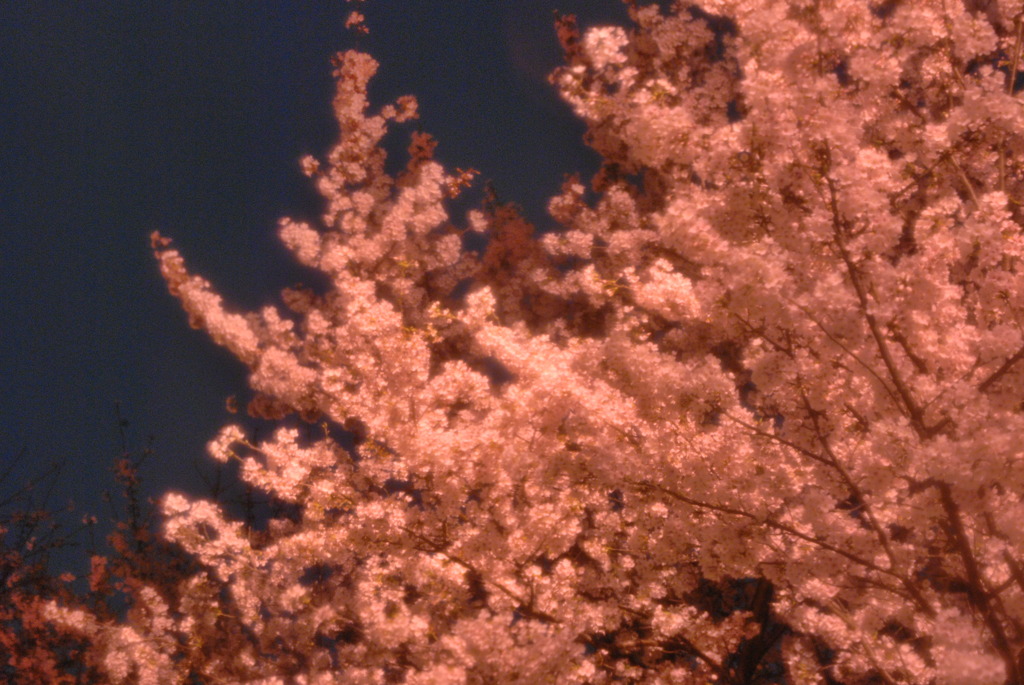 夜桜