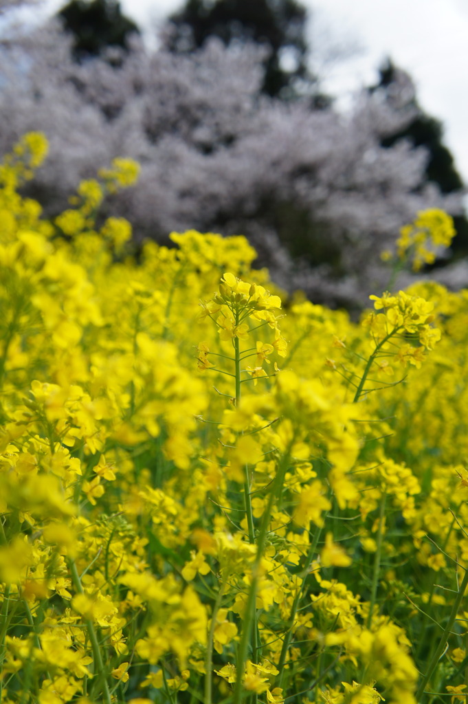 Spring has come! 01