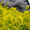 Spring has come! 01