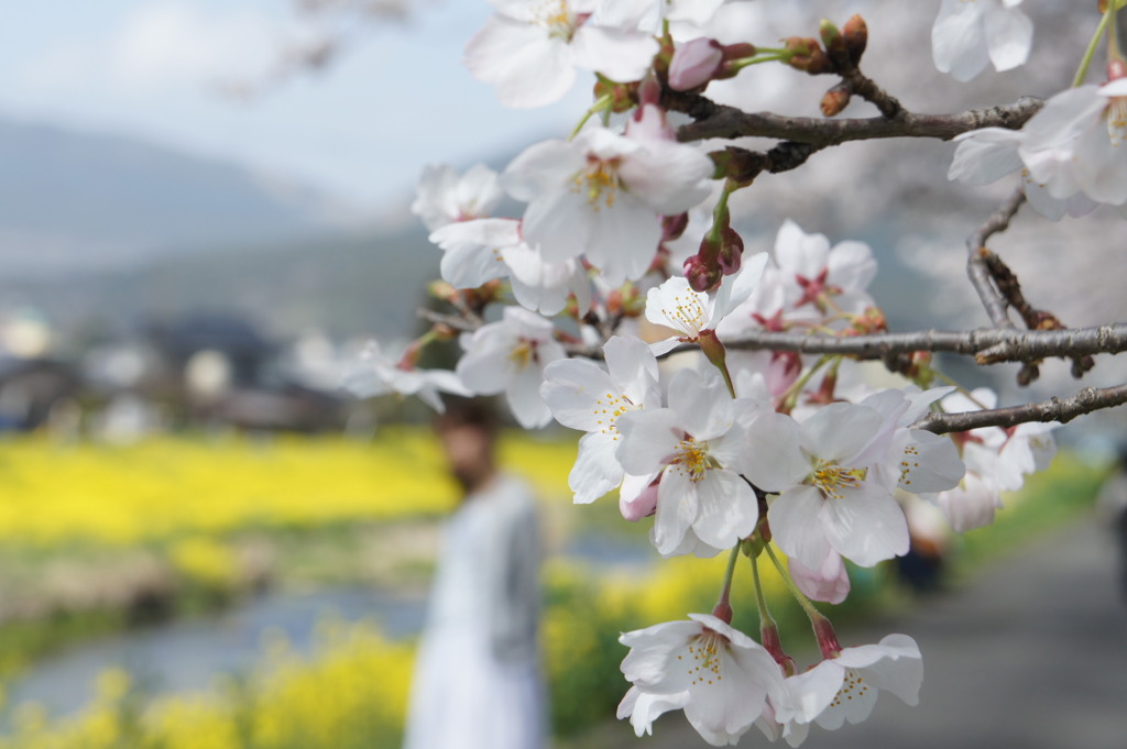 桜越しに…