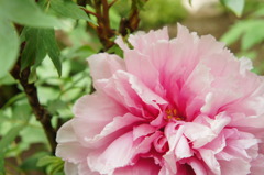 now in bloom ~a pink peony~