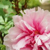now in bloom ~a pink peony~