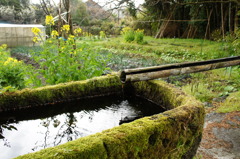 moss muss