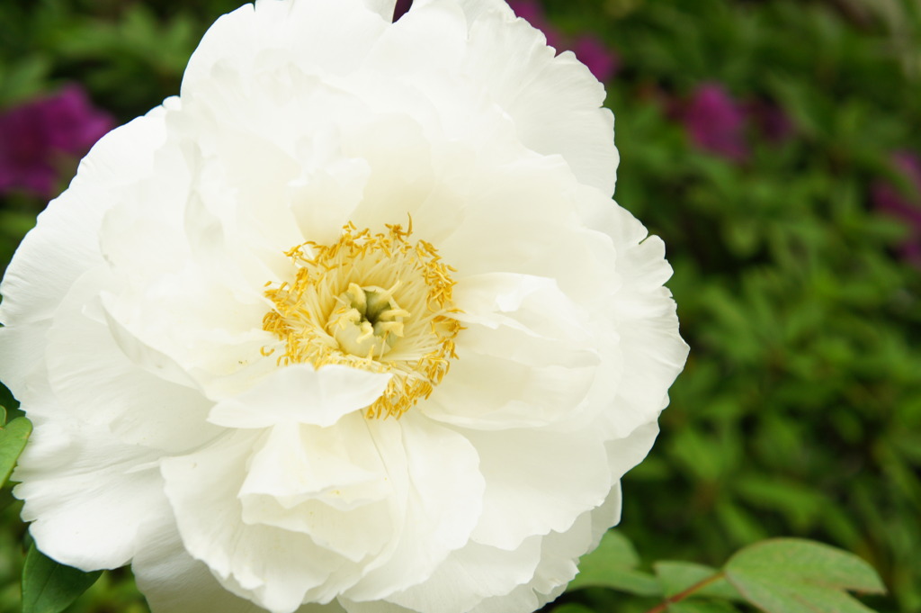 now in bloom ~a white peony~