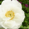 now in bloom ~a white peony~