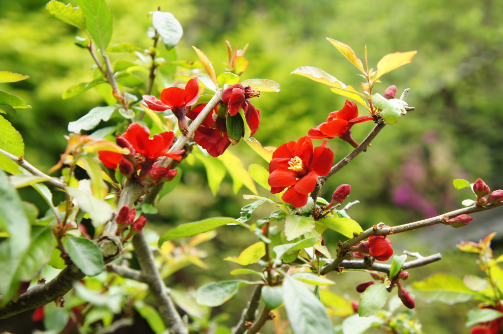 now in bloom ~Japanese quinces~