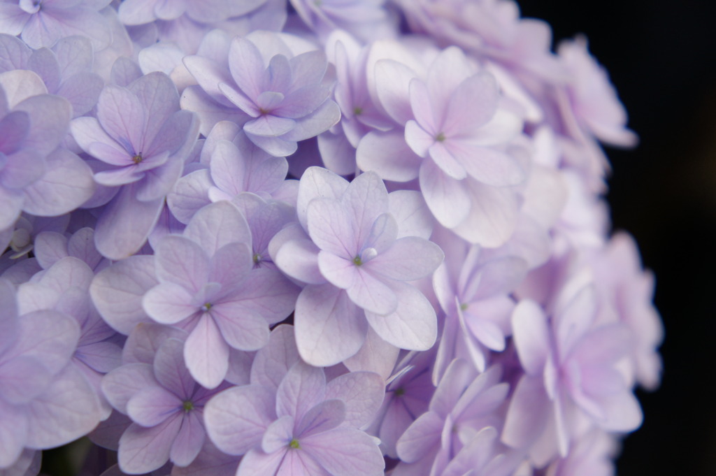 now in bloom ~hydrangea~