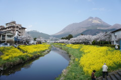由布岳と大分川