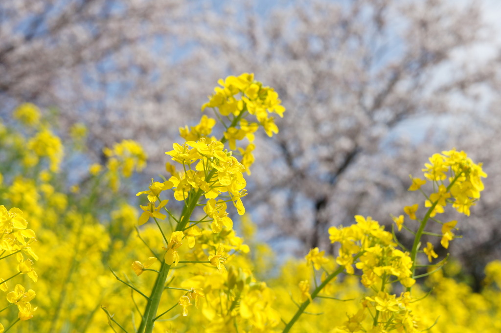 Spring has come! 03