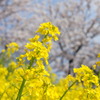 Spring has come! 03